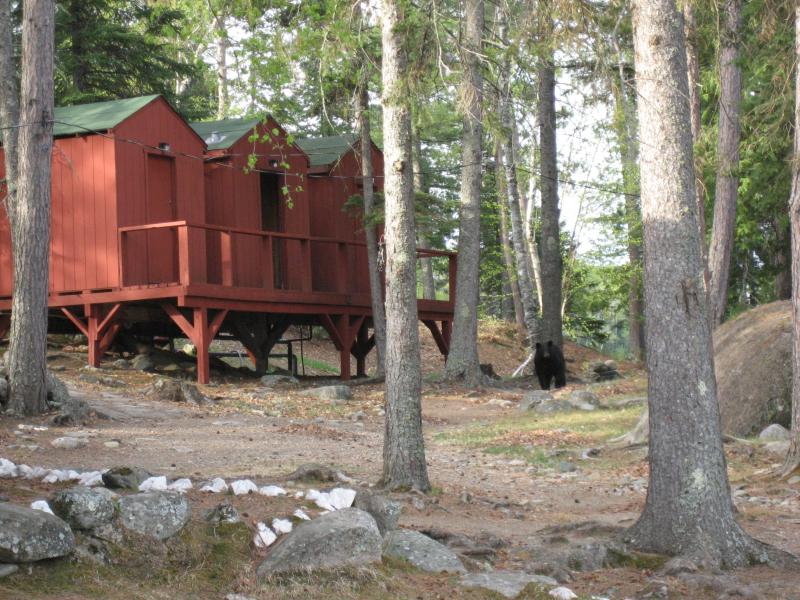 Day 1 - Bear came to visit