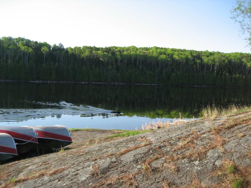 Day 2 - Bear came to visit again. Good swimmer.