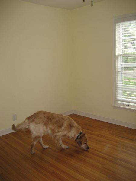 Ike is inspecting the new place...