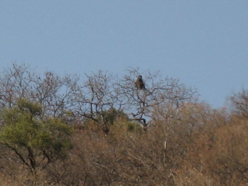 Baboon hanging out in a tree
